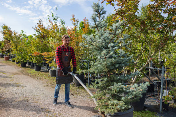 Best Tree Removal Near Me  in Burlington, VT